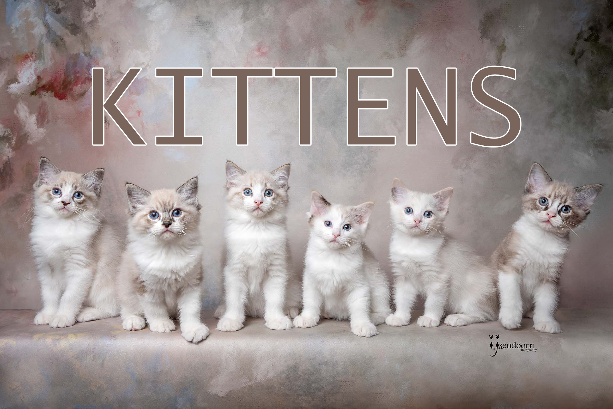 kittens